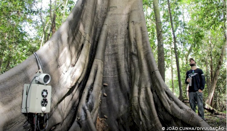 Tecnologias monitoram biodiversidade, árvores e ar da Amazônia