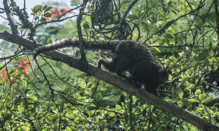 Terapia adaptada diminui mortes por febre amarela em 84%