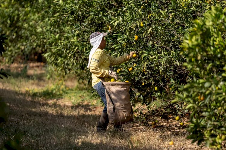 De onde vem o que eu como: árvore da laranja perde 'infância' para fruta chegar saudável e mais rápido à mesa