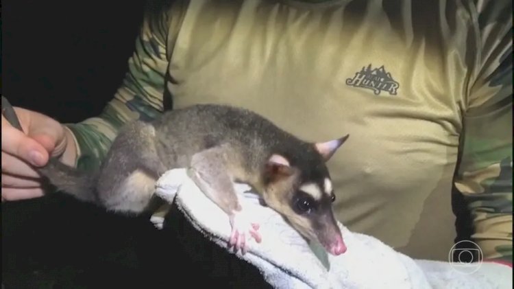 Animais silvestres nas áreas urbanas surpreendem moradores de Rondônia