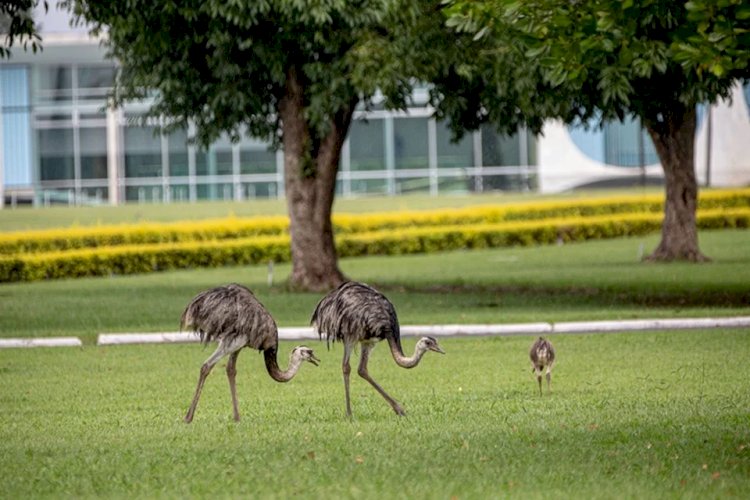 Autópsia indica que ema da Presidência morreu por “excesso de gordura”