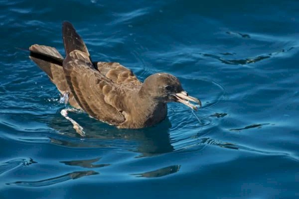 Cientistas descrevem doença causada pela ingestão de plástico em aves