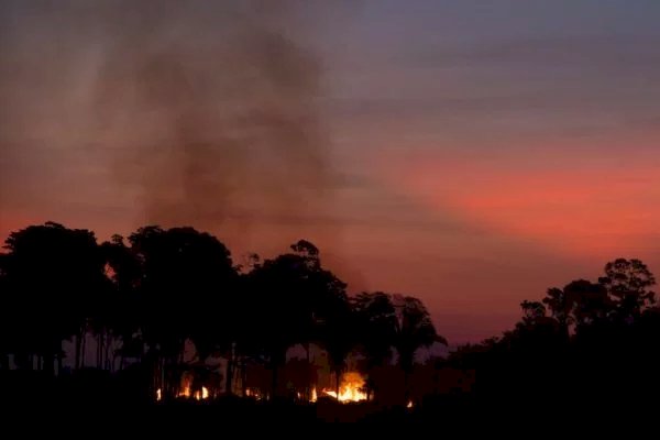 Queimadas no Brasil destruíram 21,8% do território em quase 4 décadas