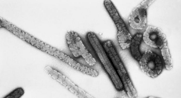 OMS atualiza avaliação de risco do vírus de Marburg, um dos mais letais do mundo