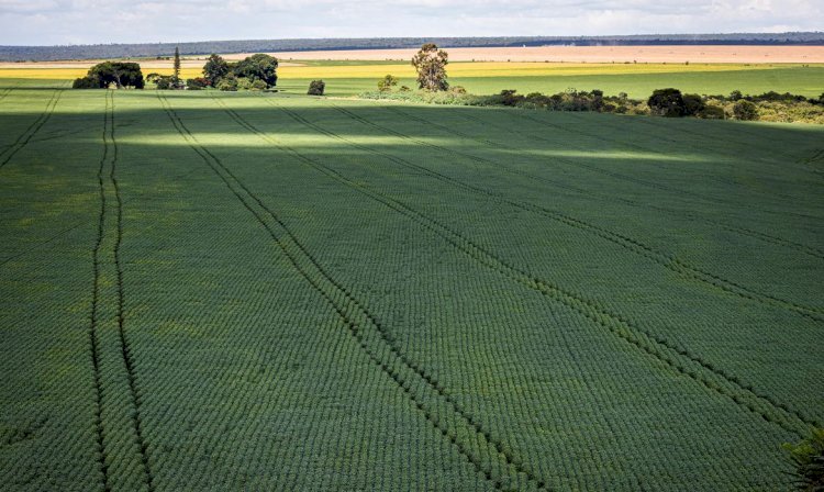 Berço das águas, Cerrado recebe 600 mi de litros de agrotóxico por ano