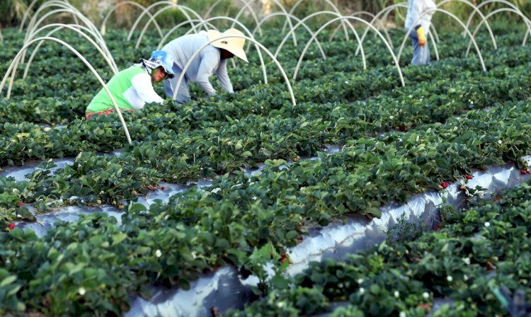 Plataforma do Desenrola renegociará dívidas de agricultores familiares