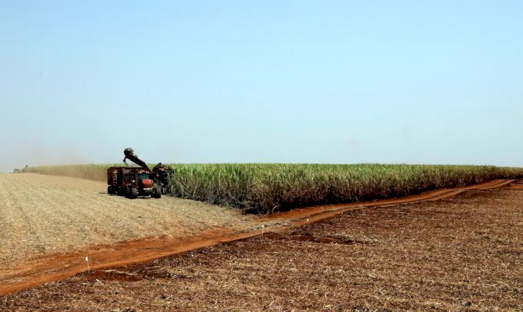 Projeção da safra de grãos 2023/24 cai para 306,4 milhões de toneladas