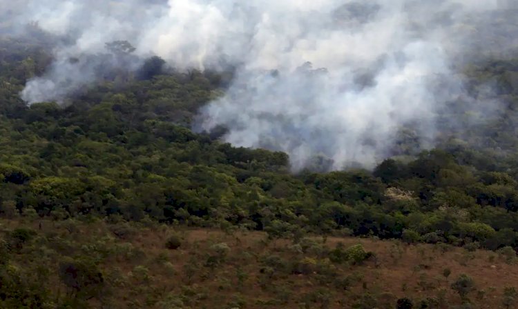 Ibama cria plataforma para acompanhar recuperação ambiental