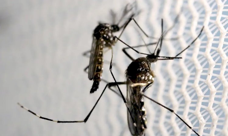 São Paulo já contabiliza 221 mortos em decorrência da dengue