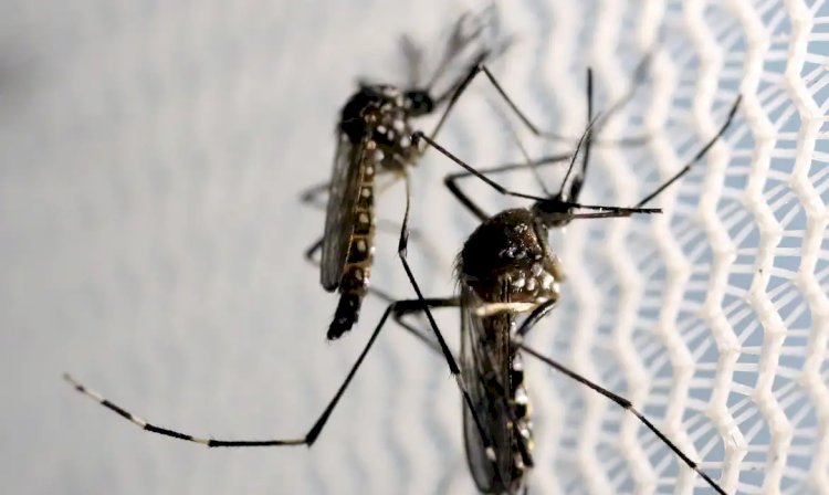 Quase 4 bilhões de pessoas correm risco de infecção pelo Aedes