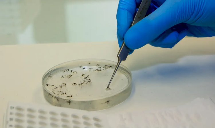 Brasil vai ampliar uso da bactéria wolbachia no combate à dengue