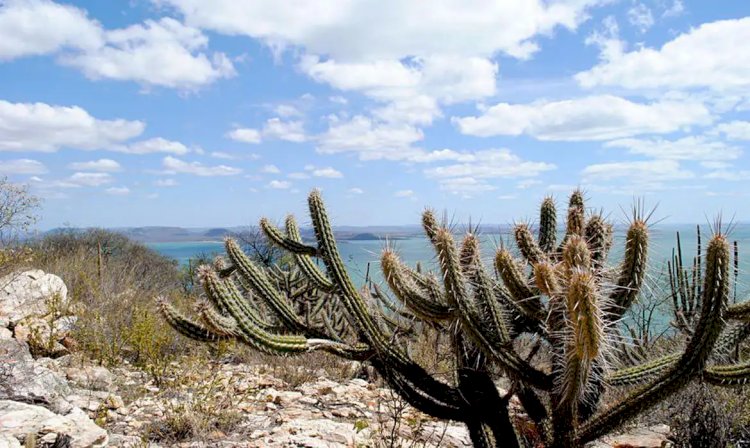 Governo vai criar 12 unidades de conservação na Caatinga