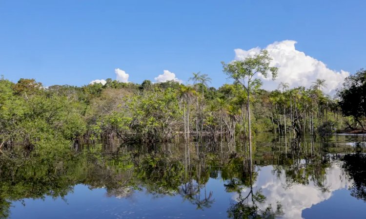 Cientistas desenvolvem tecnologia para desvendar florestas tropicais