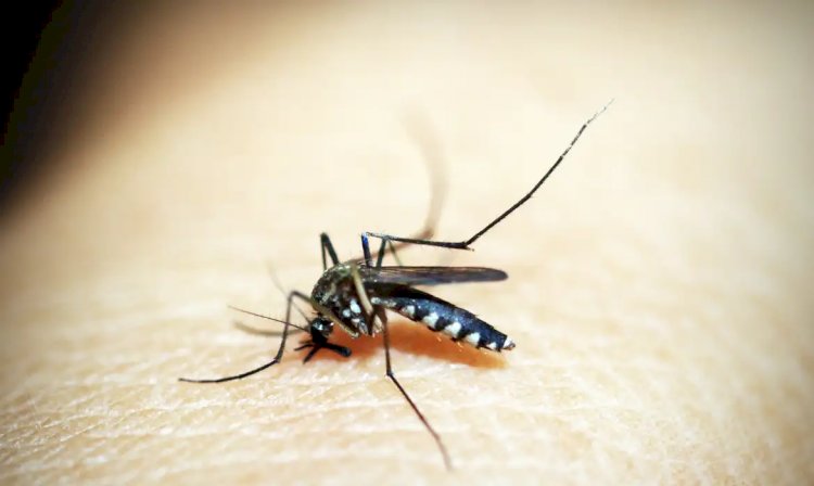 Mosquito é o animal que mais mata no mundo; veja os cuidados