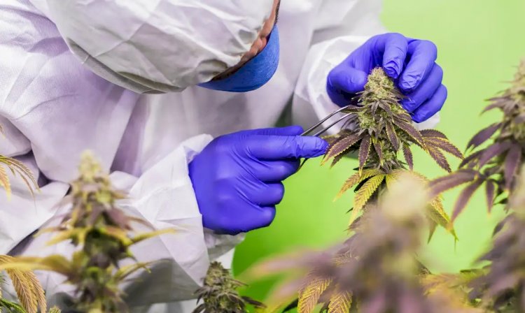 STJ nega mais prazo para regulamentar cannabis para fins medicinais