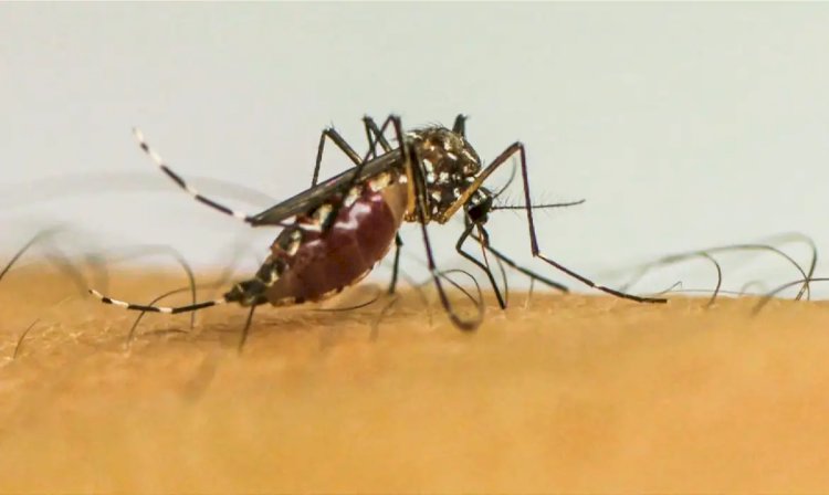 Dengue: São José do Rio Preto terá ajuda do Ministério da Saúde