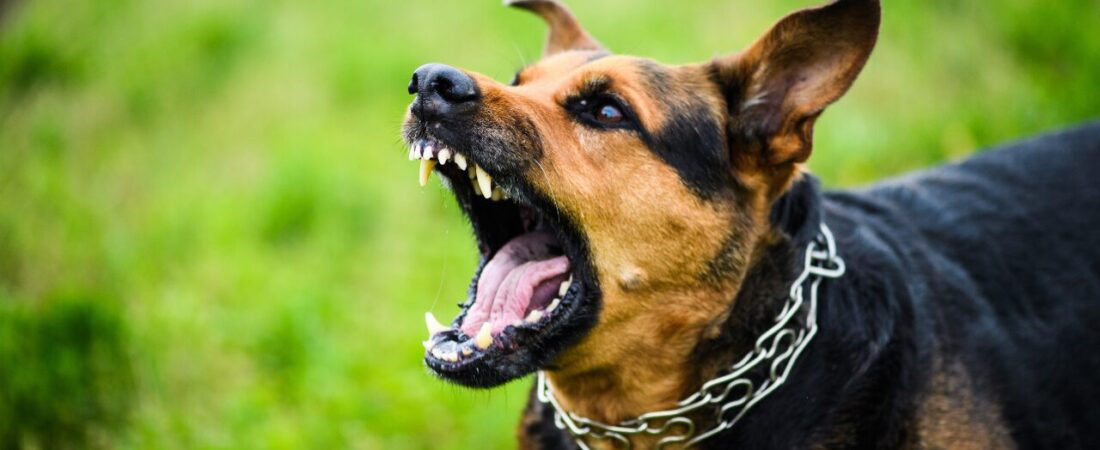 Rio confirma caso de raiva em cachorro após contato com morcego