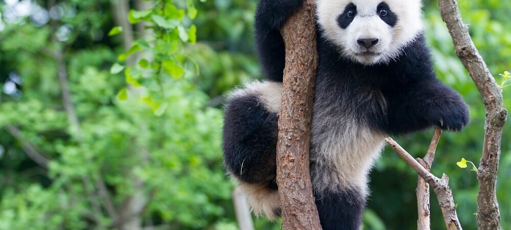 Por que dois pandas entraram na diplomacia de Trump e Xi Jinping?